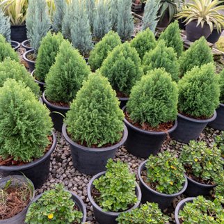 Landscaping design service