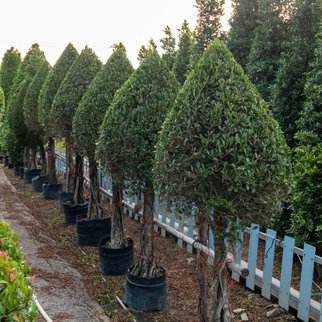 landscaping maintenance