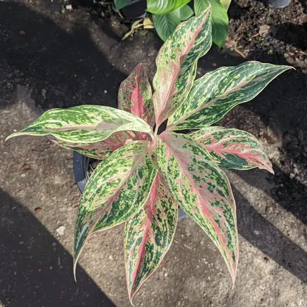 Aglaonema sp. 'Kwakmahamongkon'