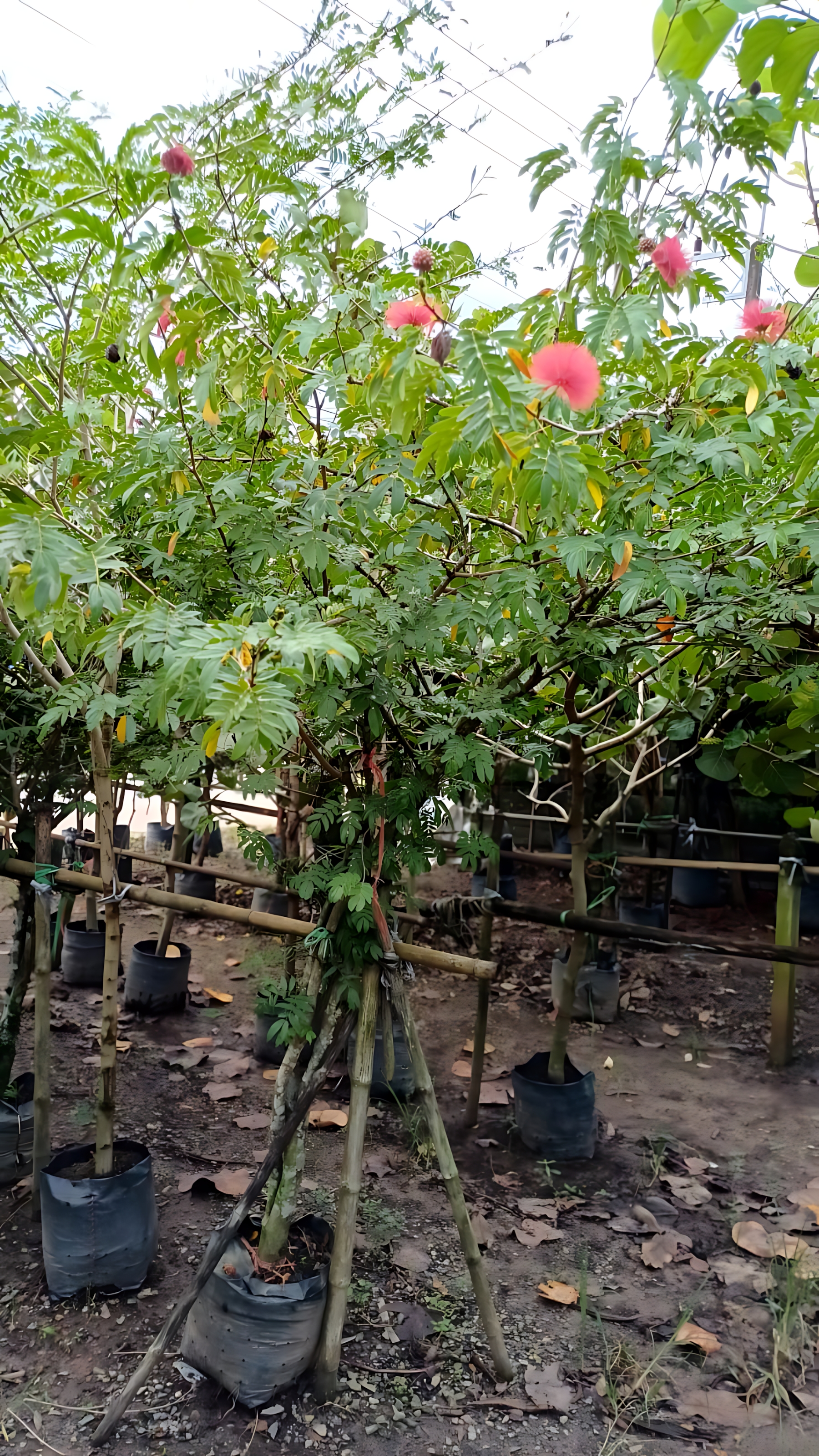 Calliandra inaequilatera