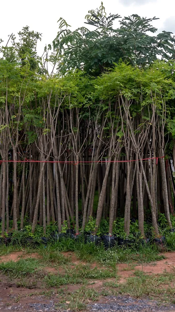 Millingtonia Hortensis