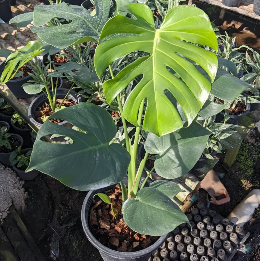 Monstera 'Thai Constellation'