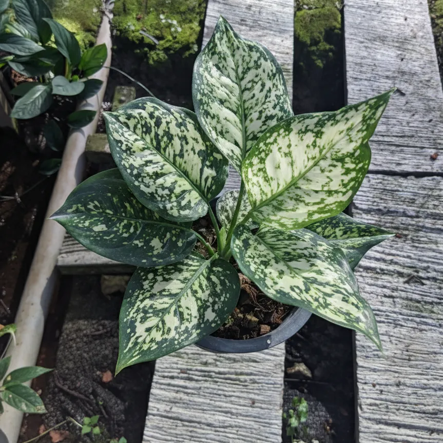 Aglaonema Brevispathum