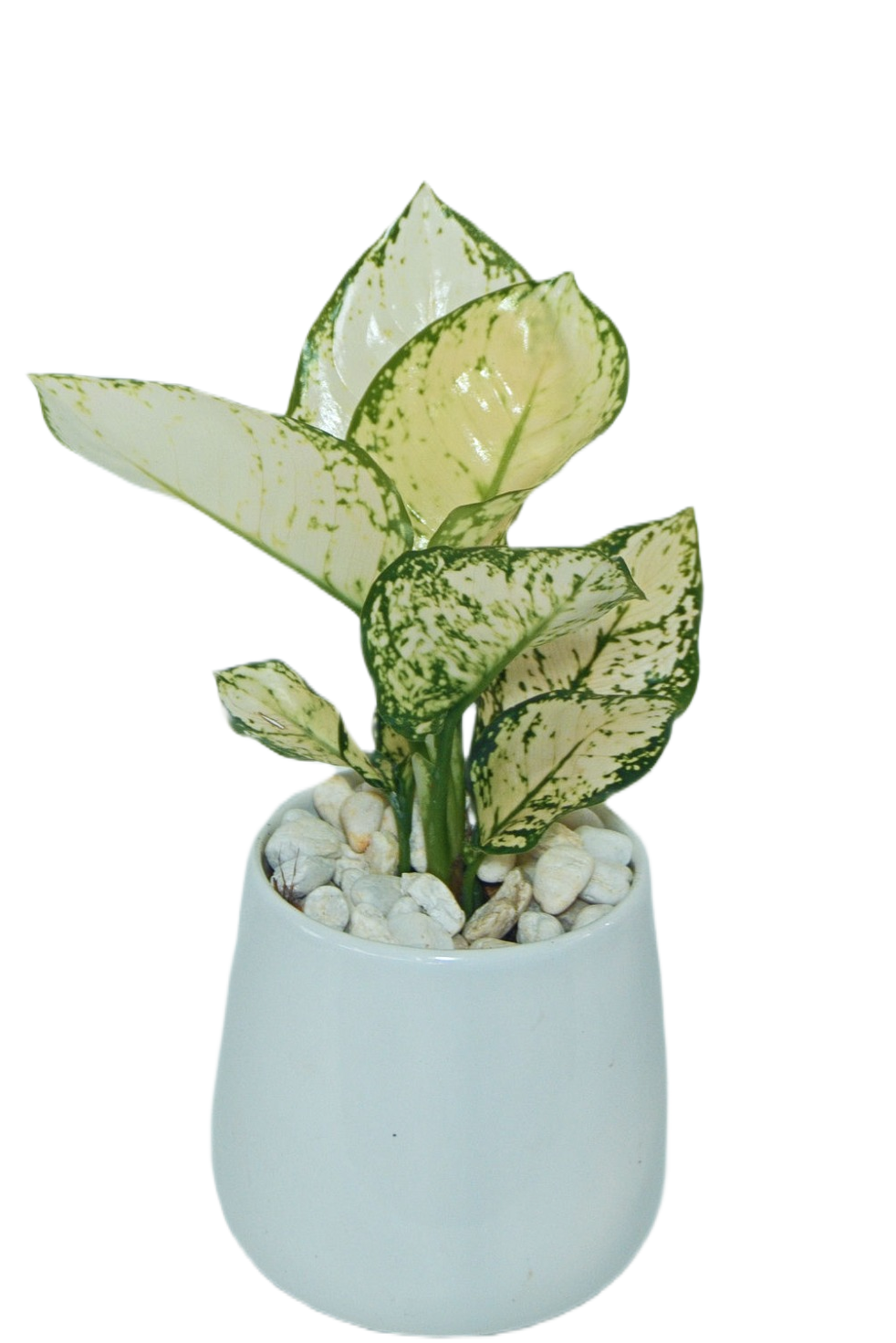 Aglaonema 'Super white'