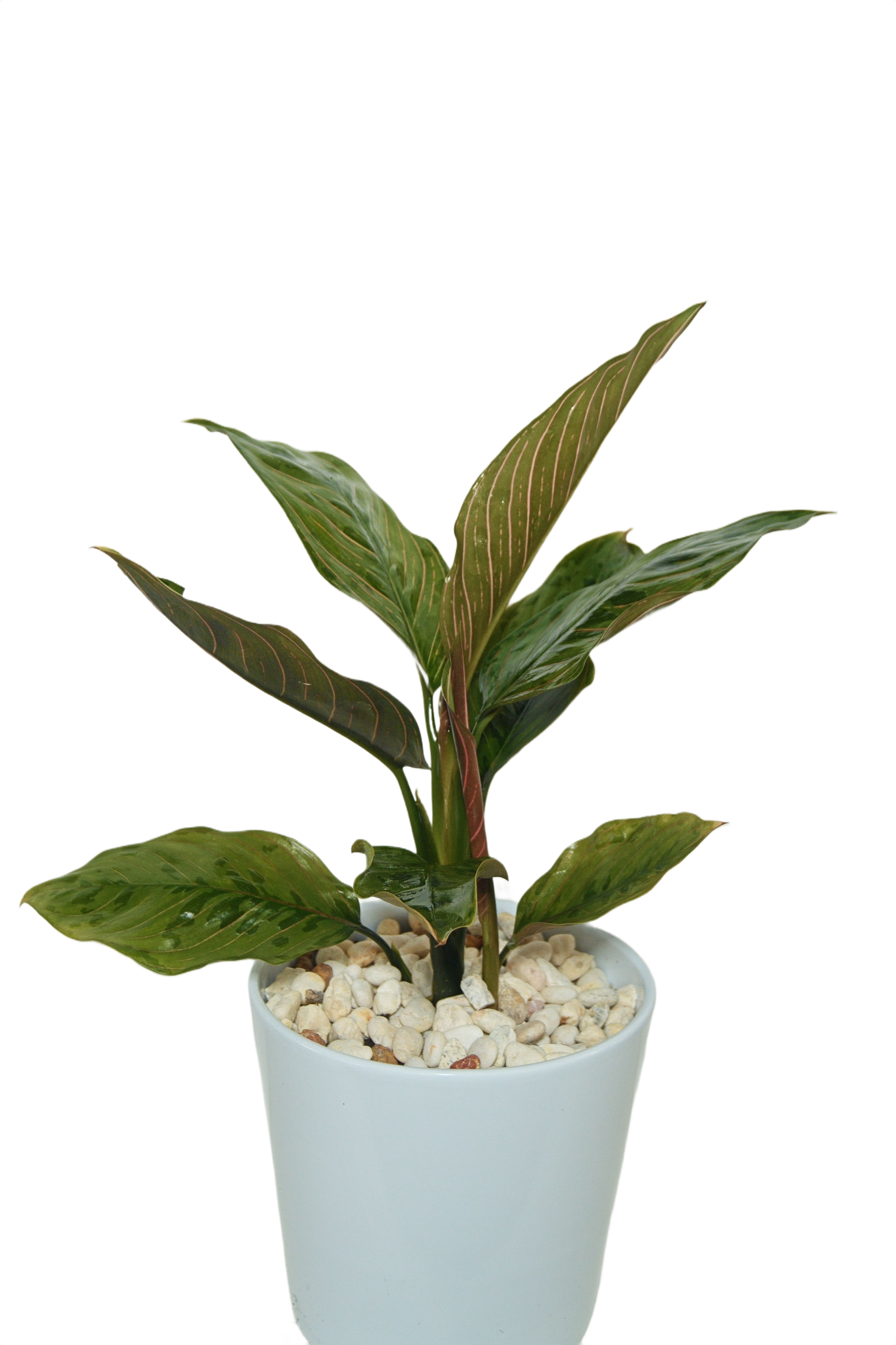 Aglaonema 'Red Army'