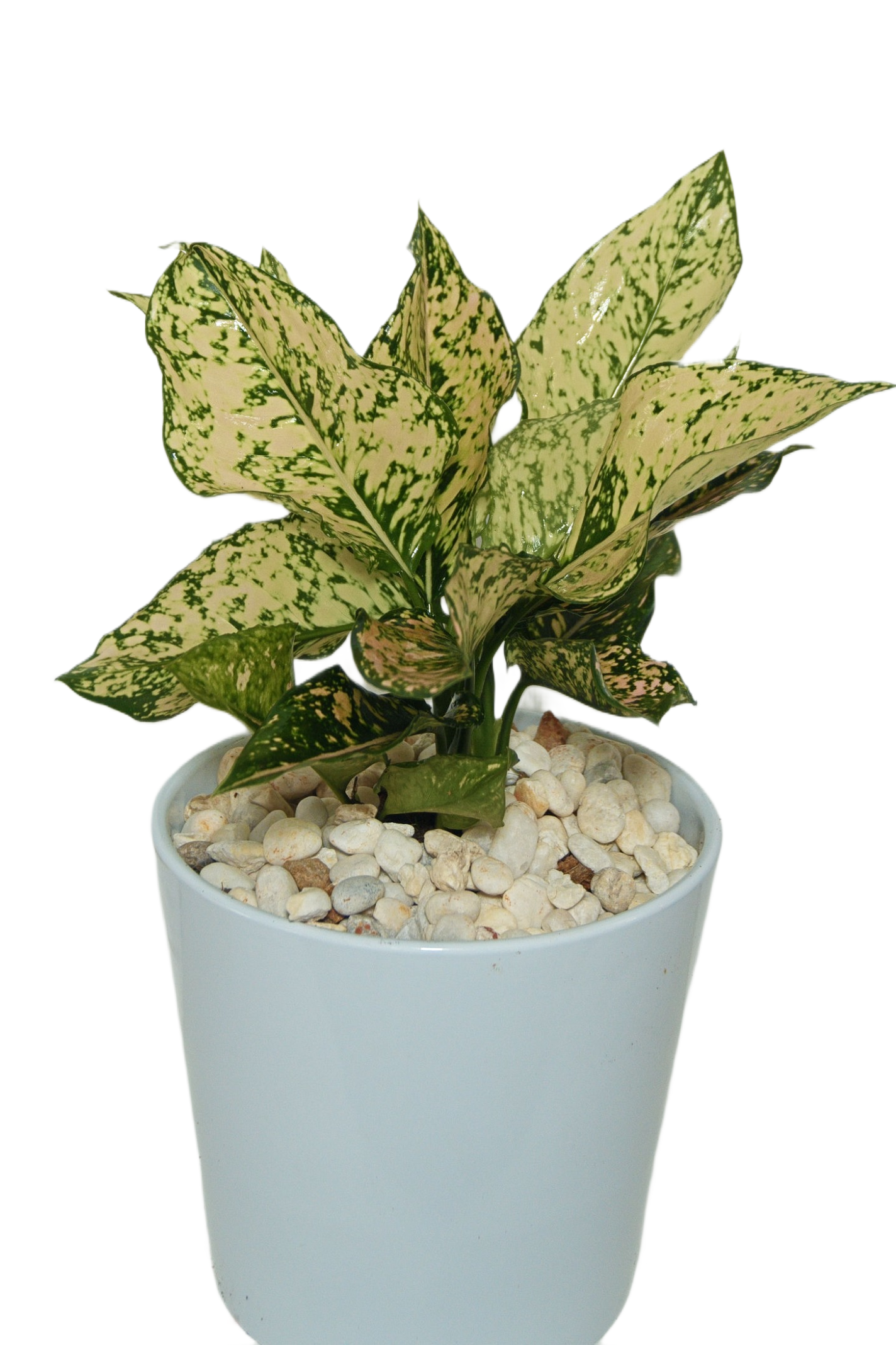 Aglaonema 'Khamkoon orange'