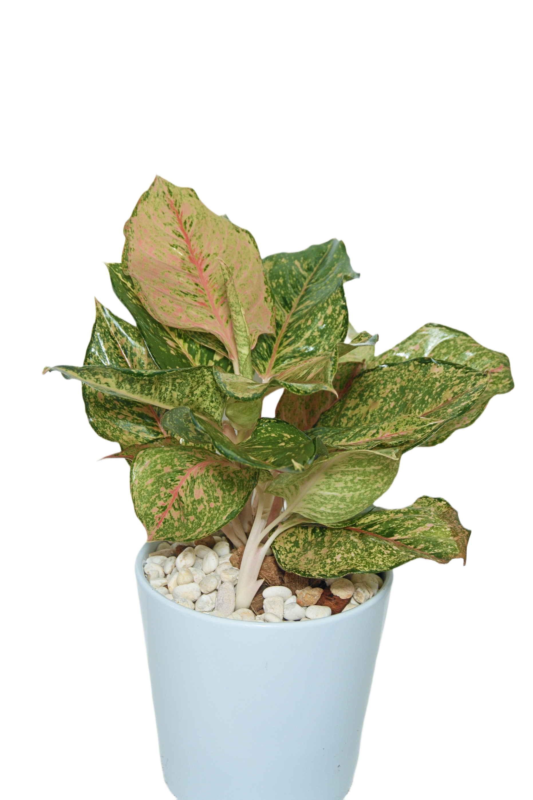 Aglaonema 'Lady valentine'
