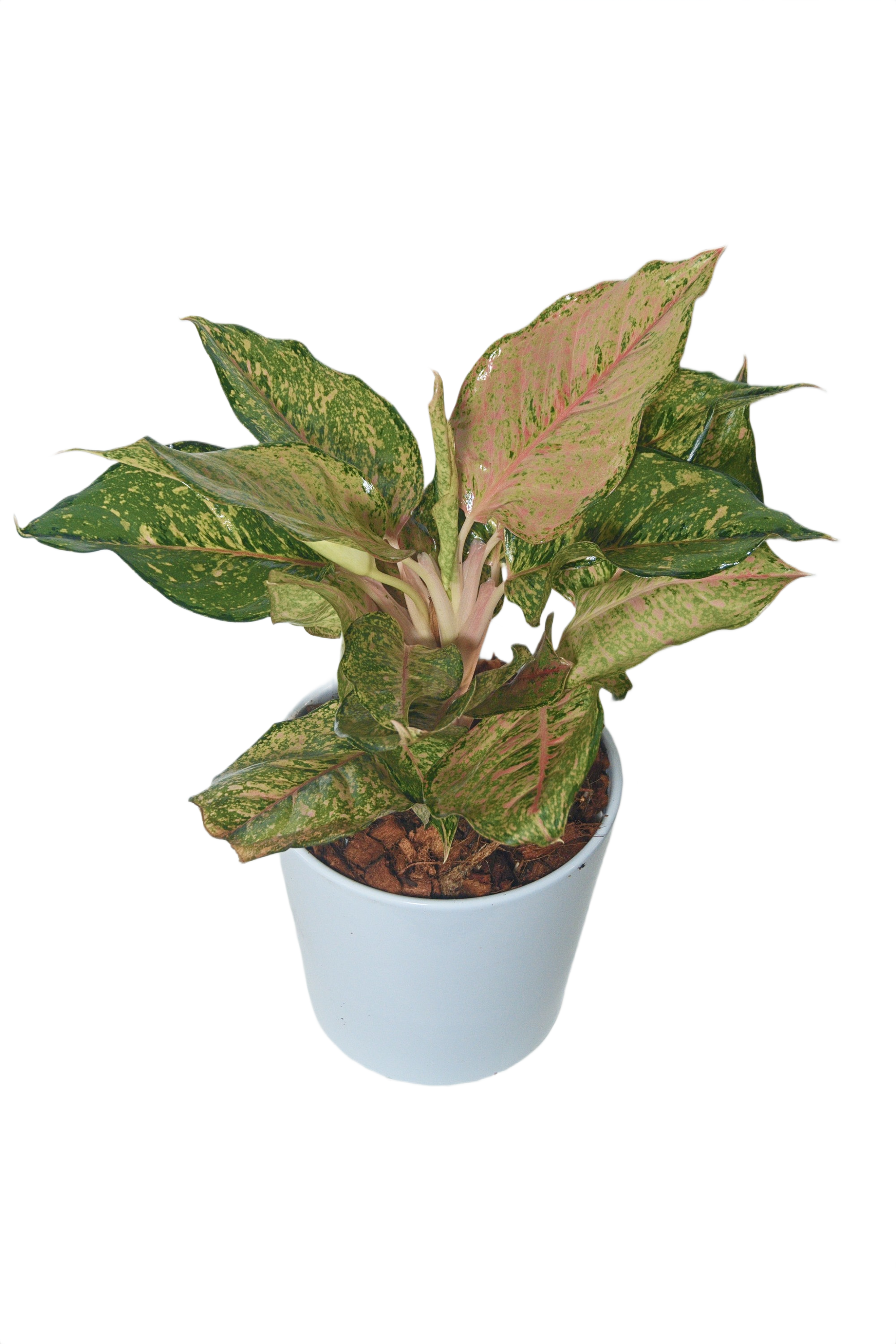 Aglaonema 'Lookmai hybird'