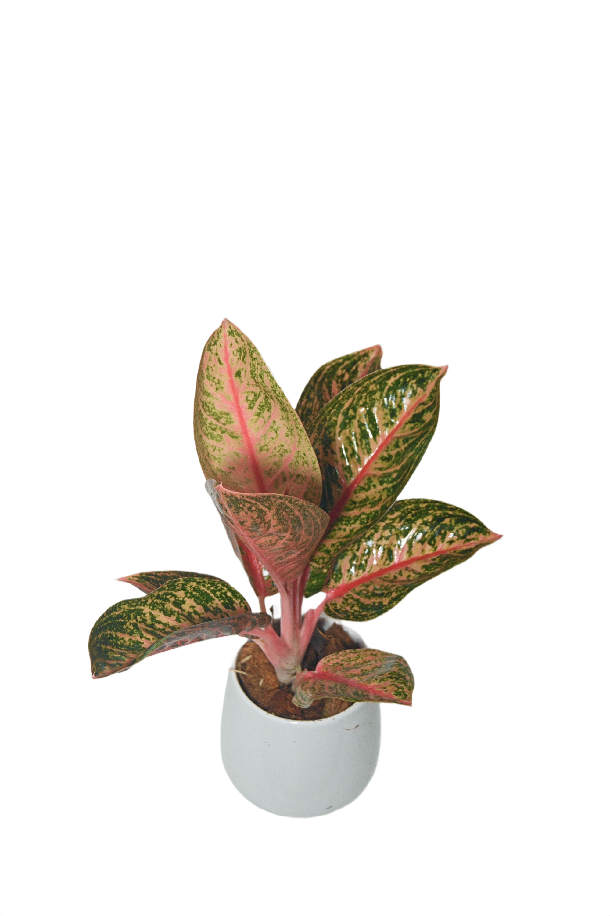 Aglaonema 'Vitury'
