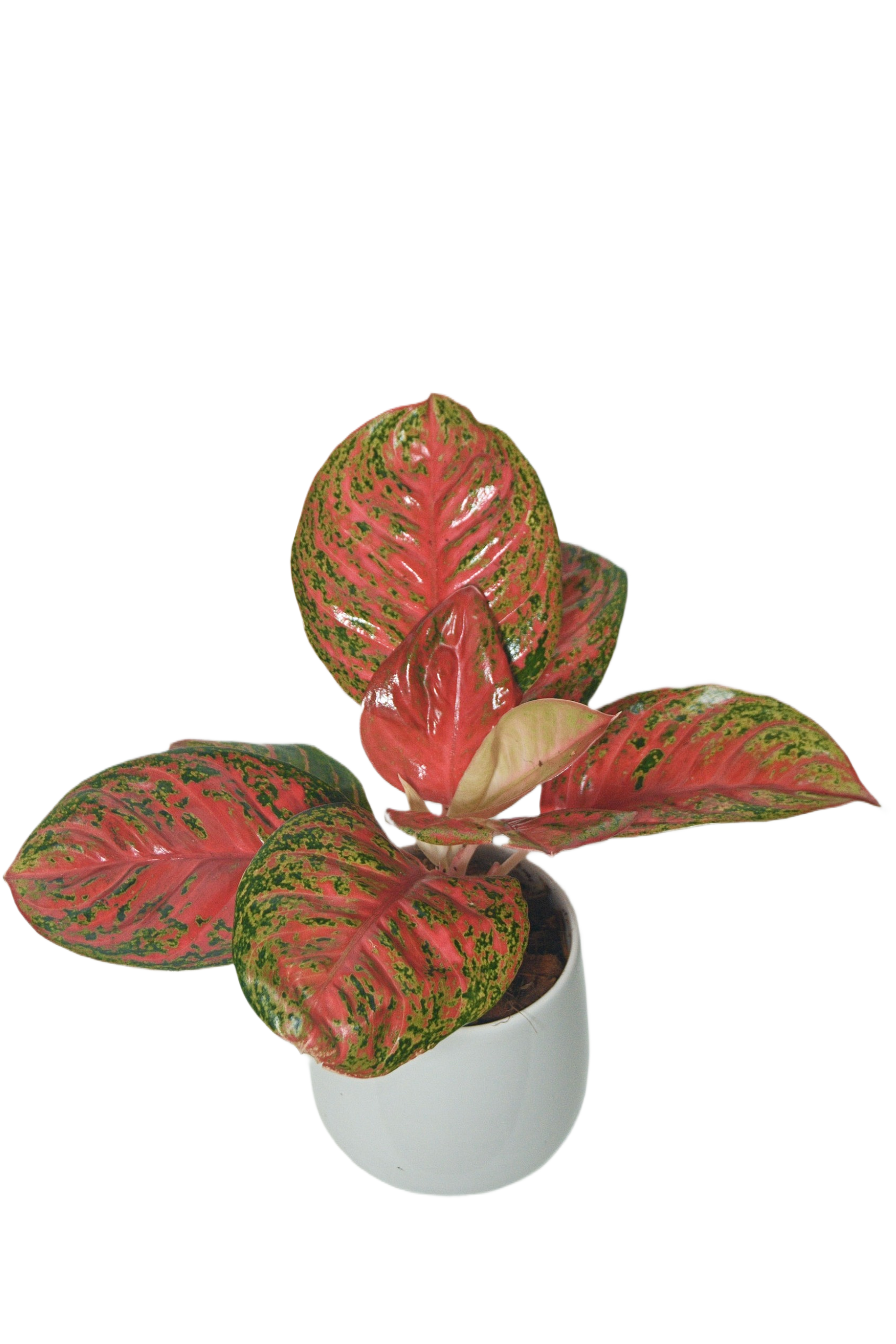 Aglaonema 'Sombatsiam '