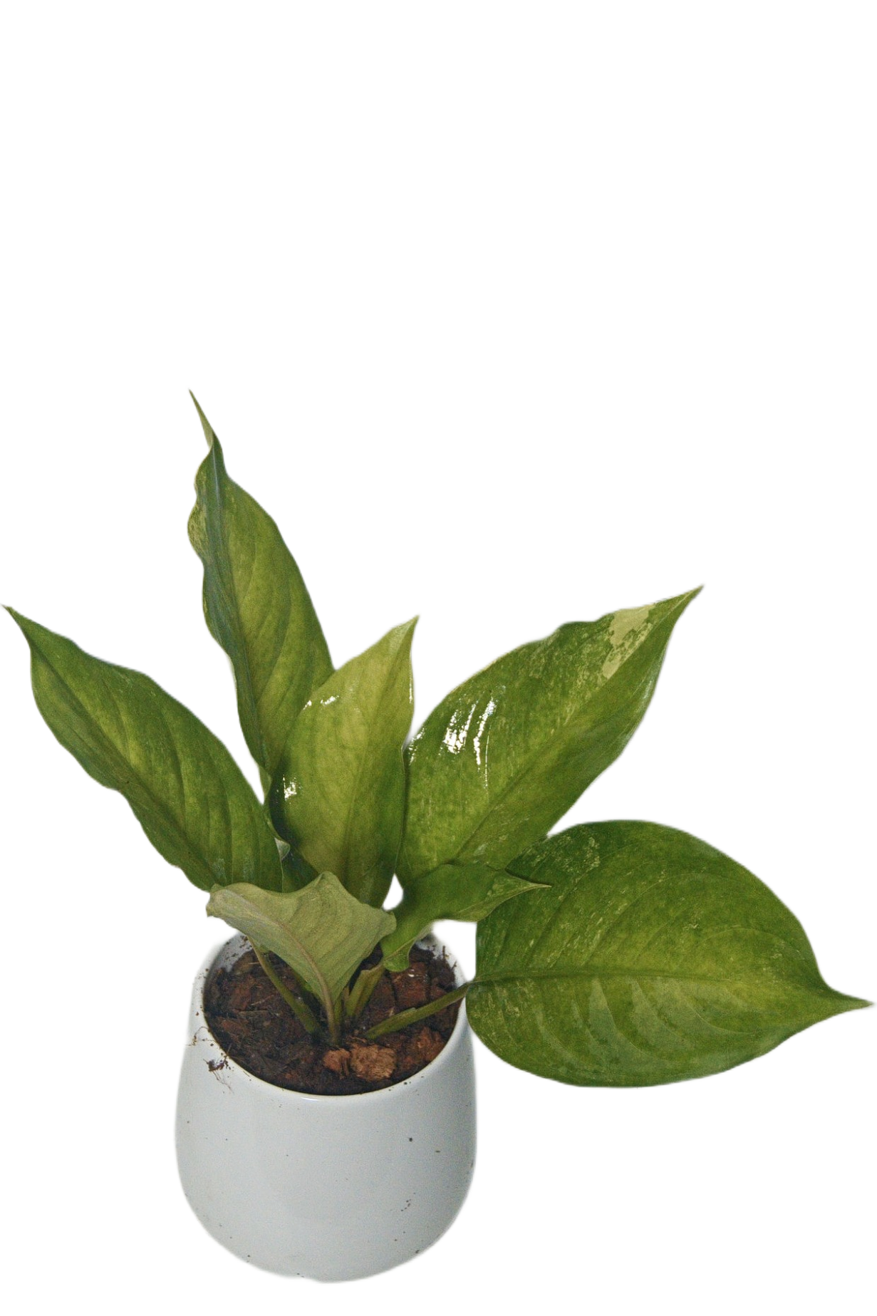 Aglaonema Khanmak vereigated'