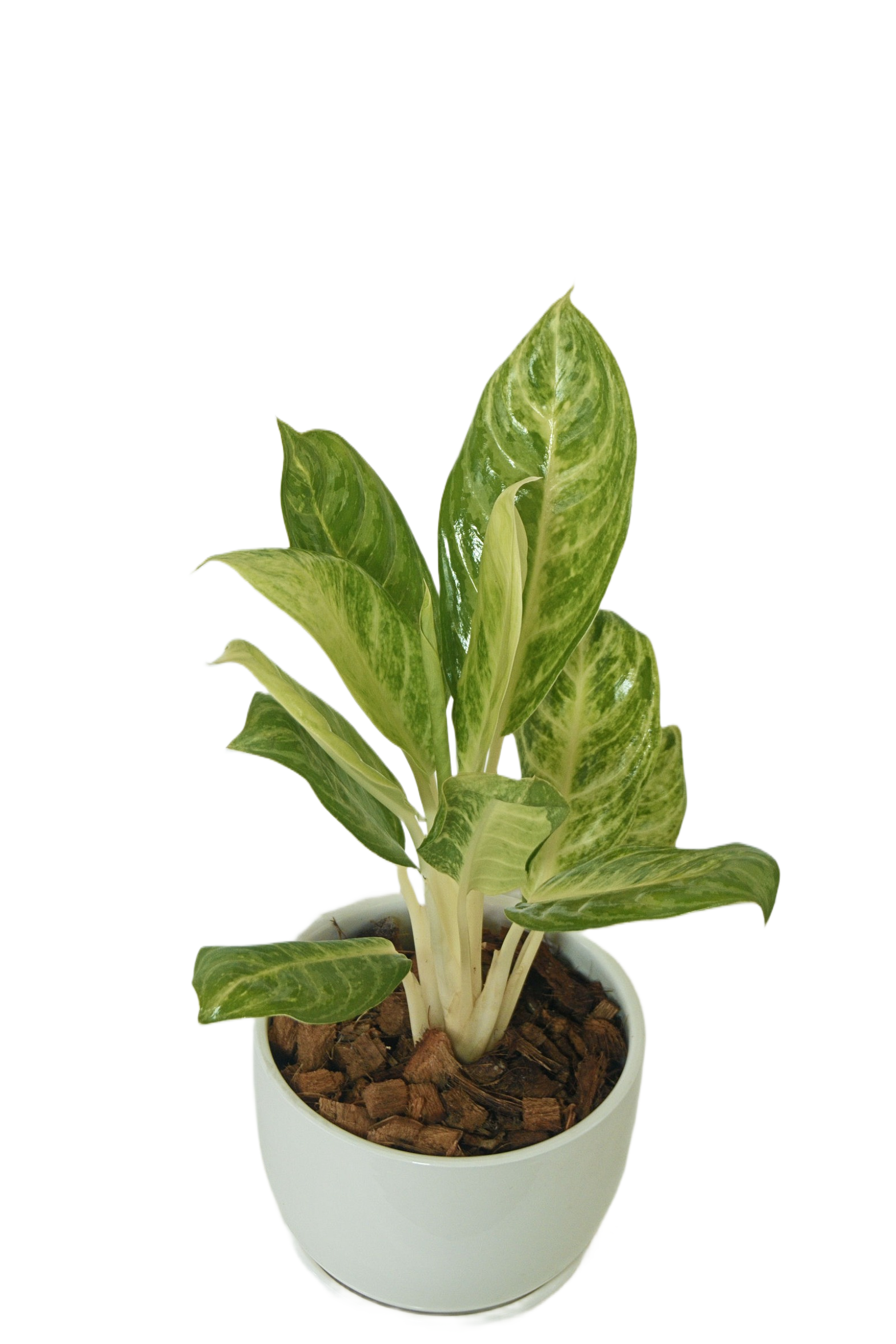 Aglaonema 'Chon thong'