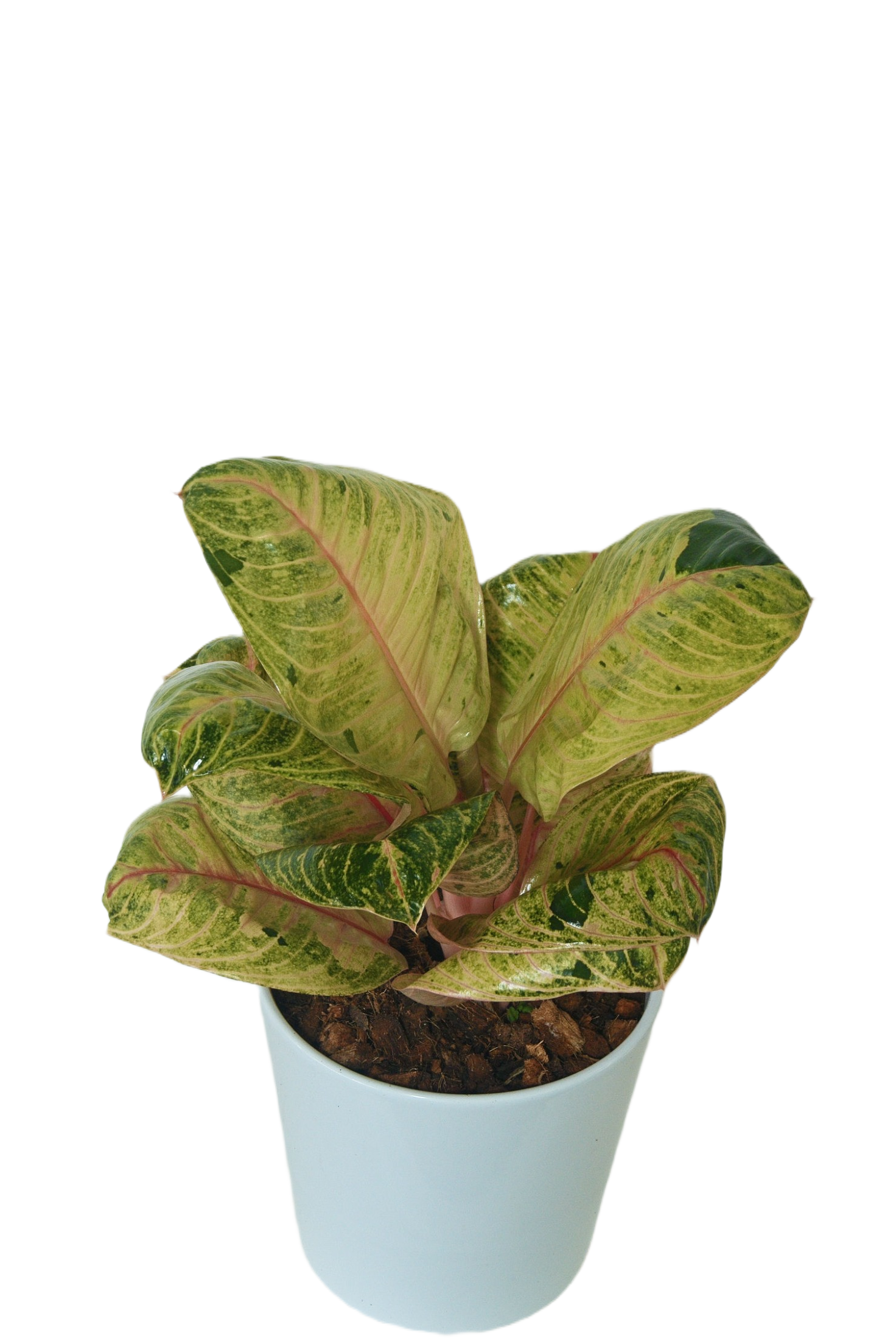 Aglaonema 'Moon light golden'