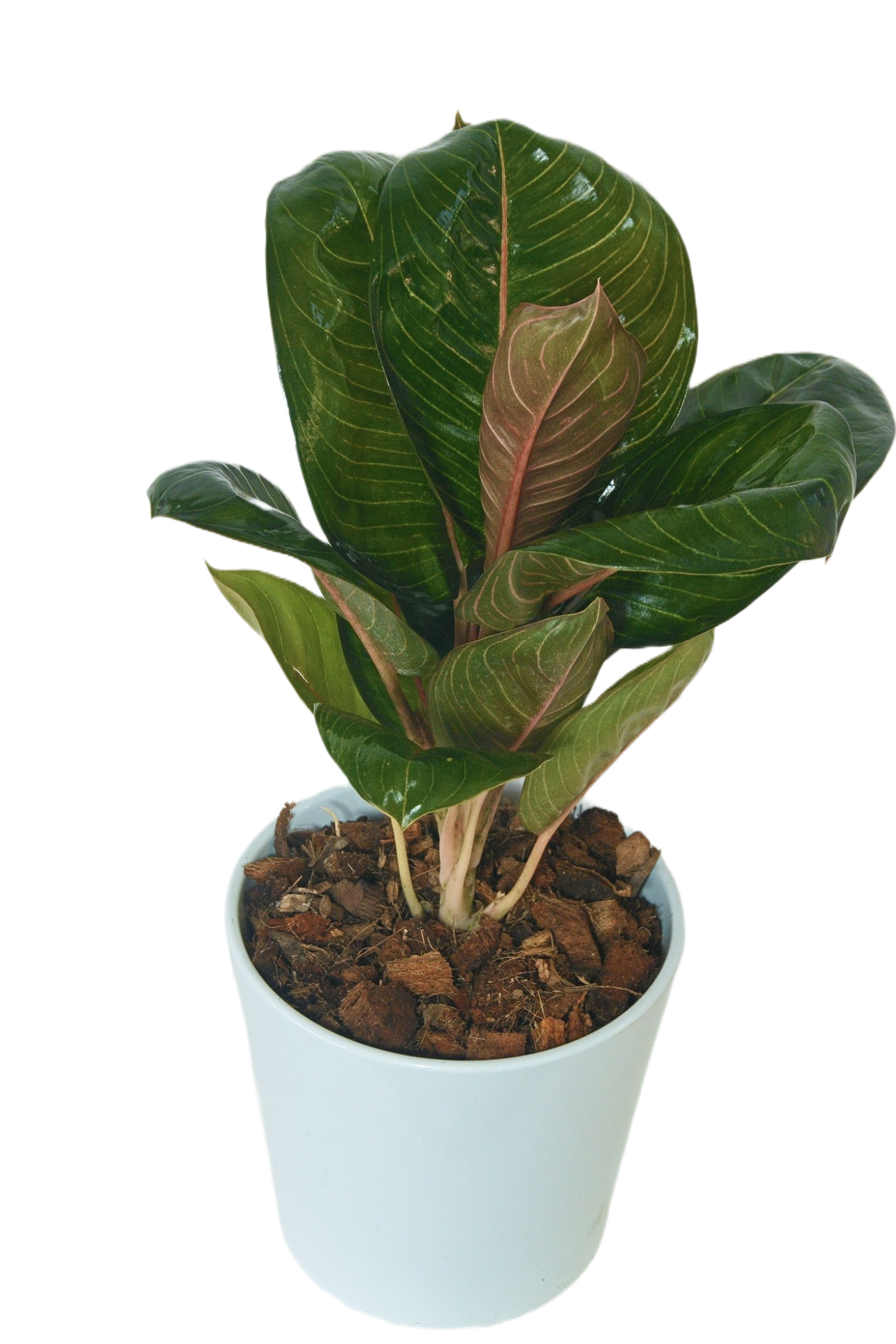 Aglaonema 'Moonlight jade'