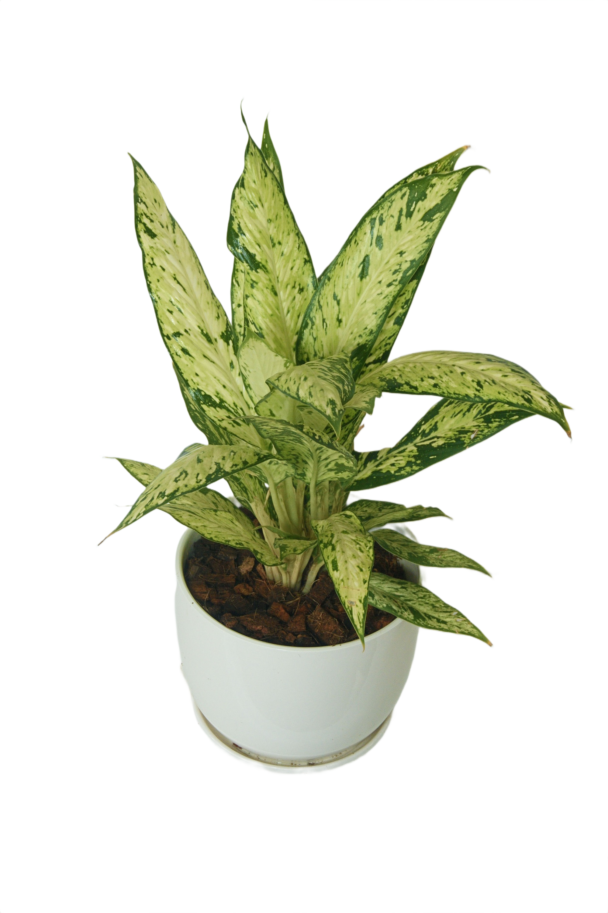 Aglaonema 'Star bright'