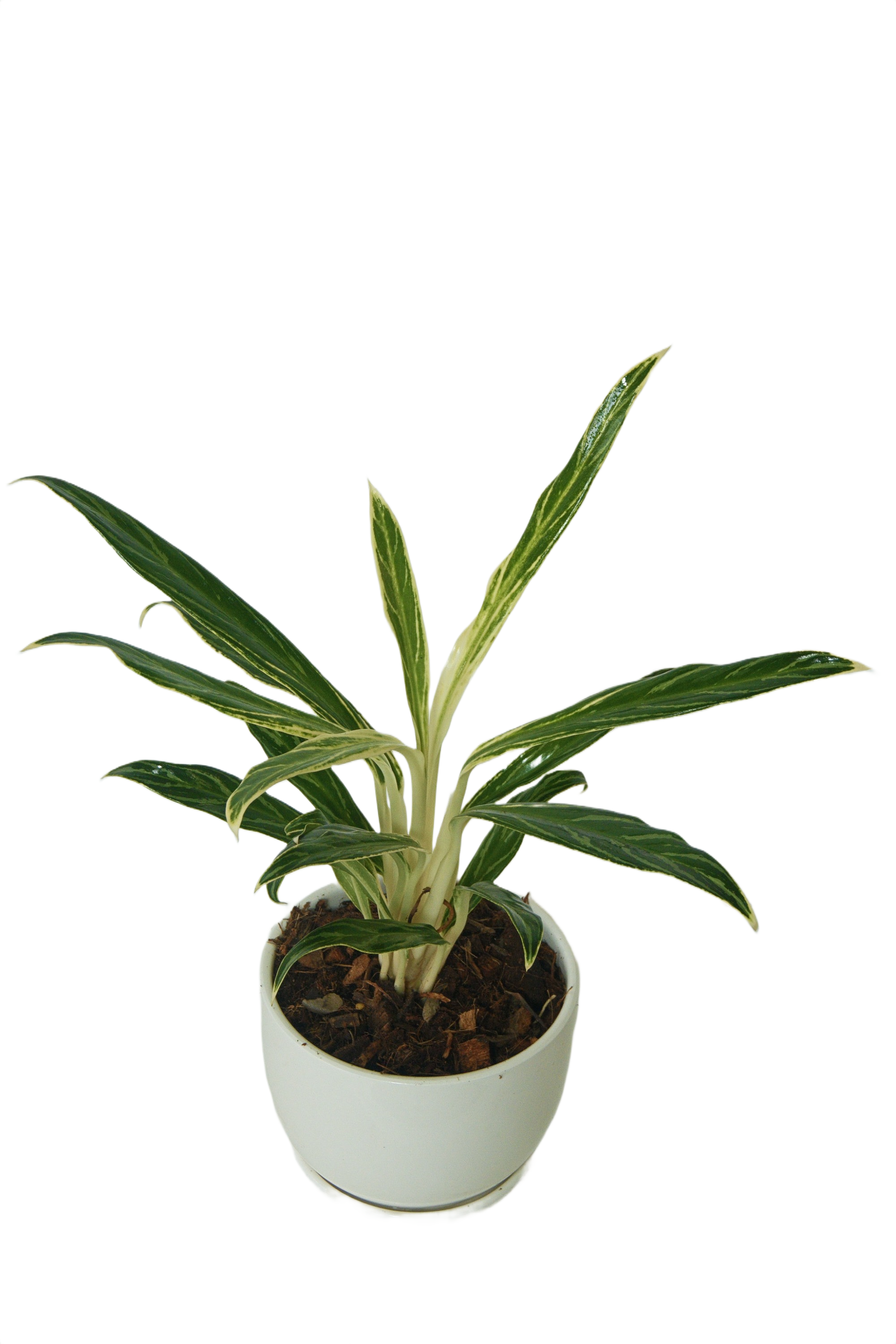 Aglaonema 'Sethi roung Khaow'