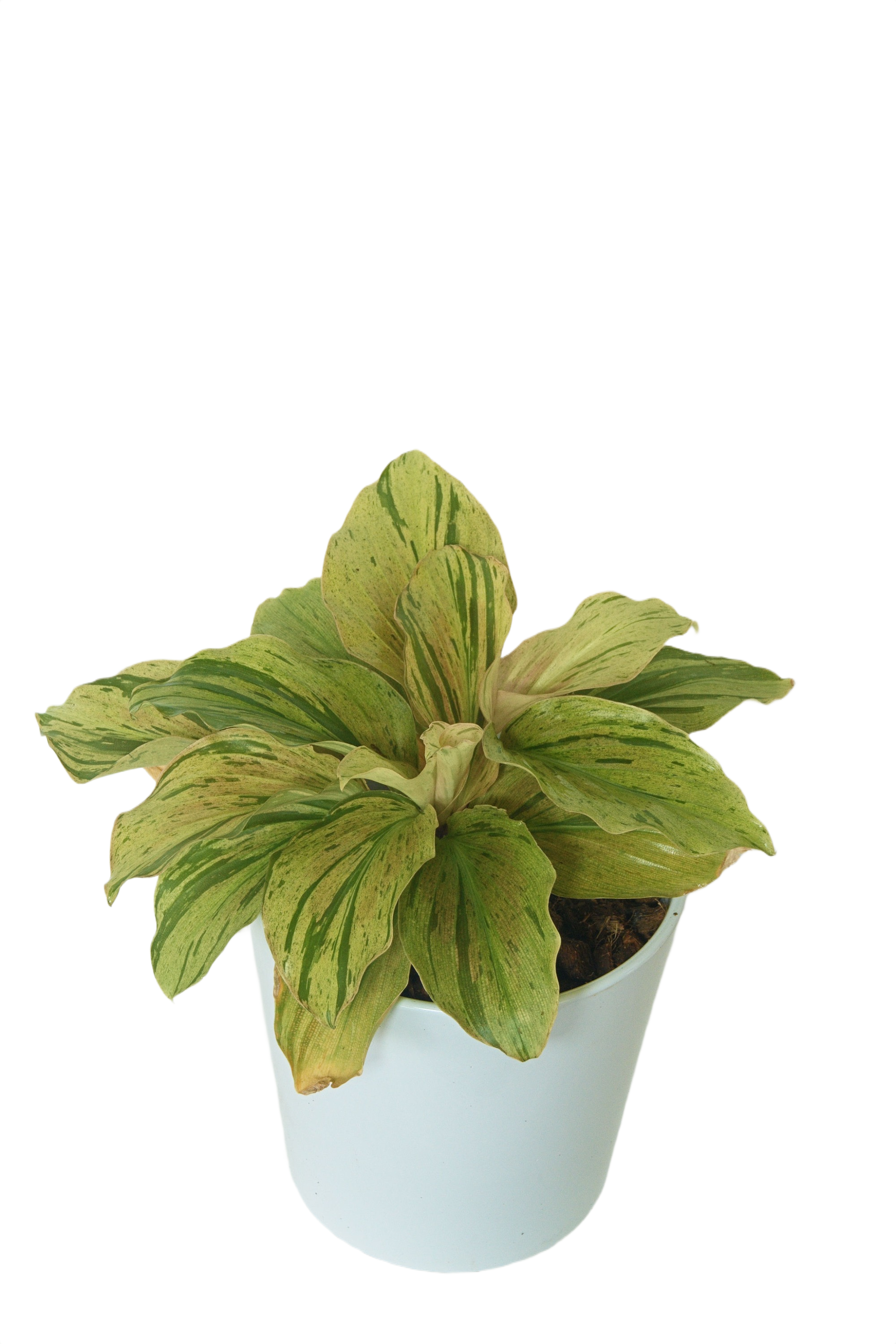 Aglaonema 'Prera vereigated'