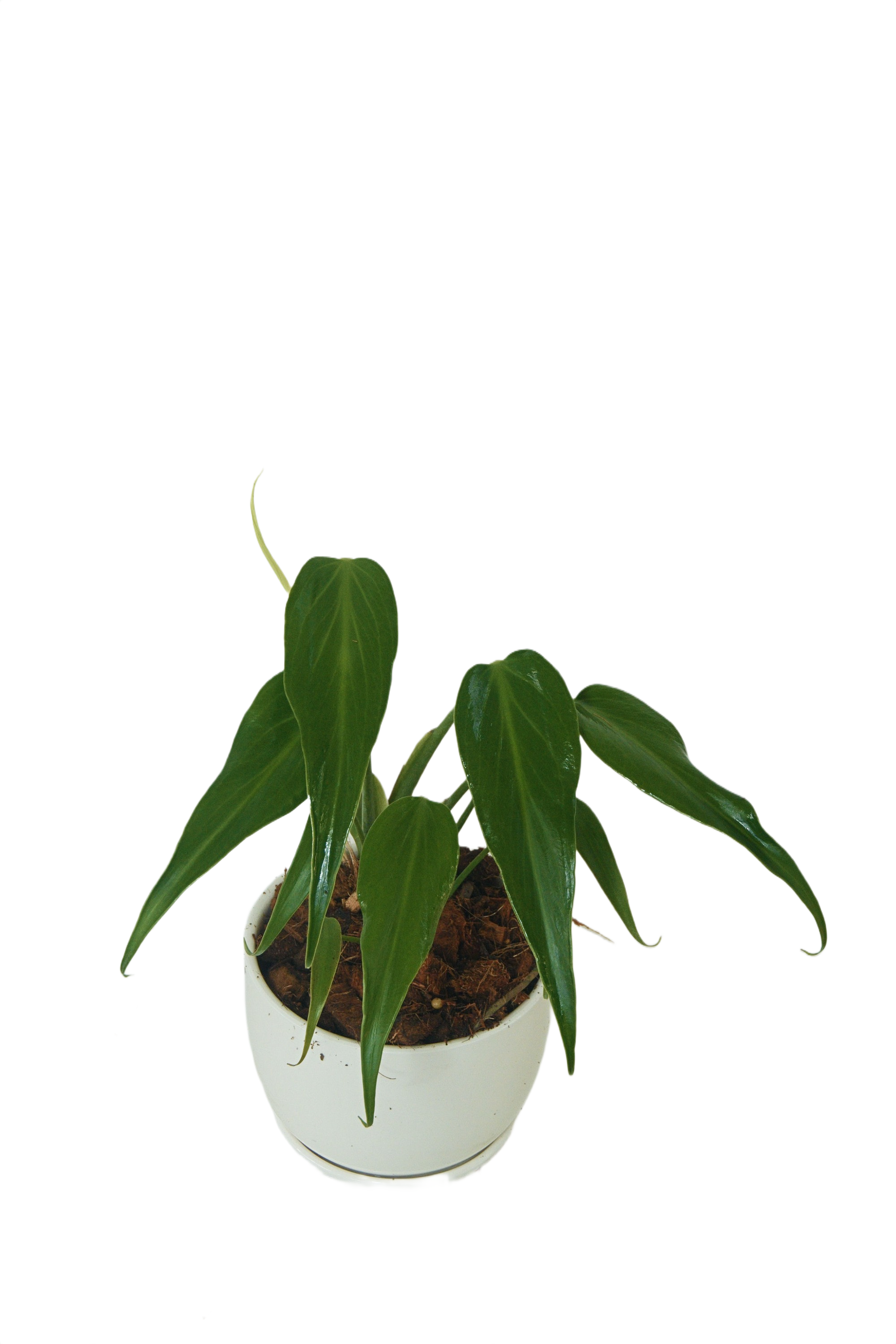 Monstera 'Burle Marx's Flame'