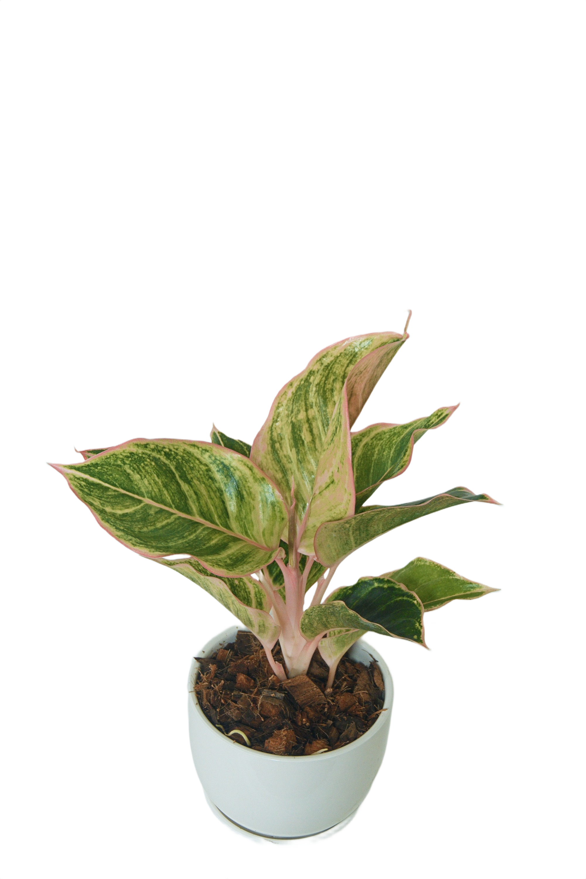 Aglaonema 'Pinky pie'