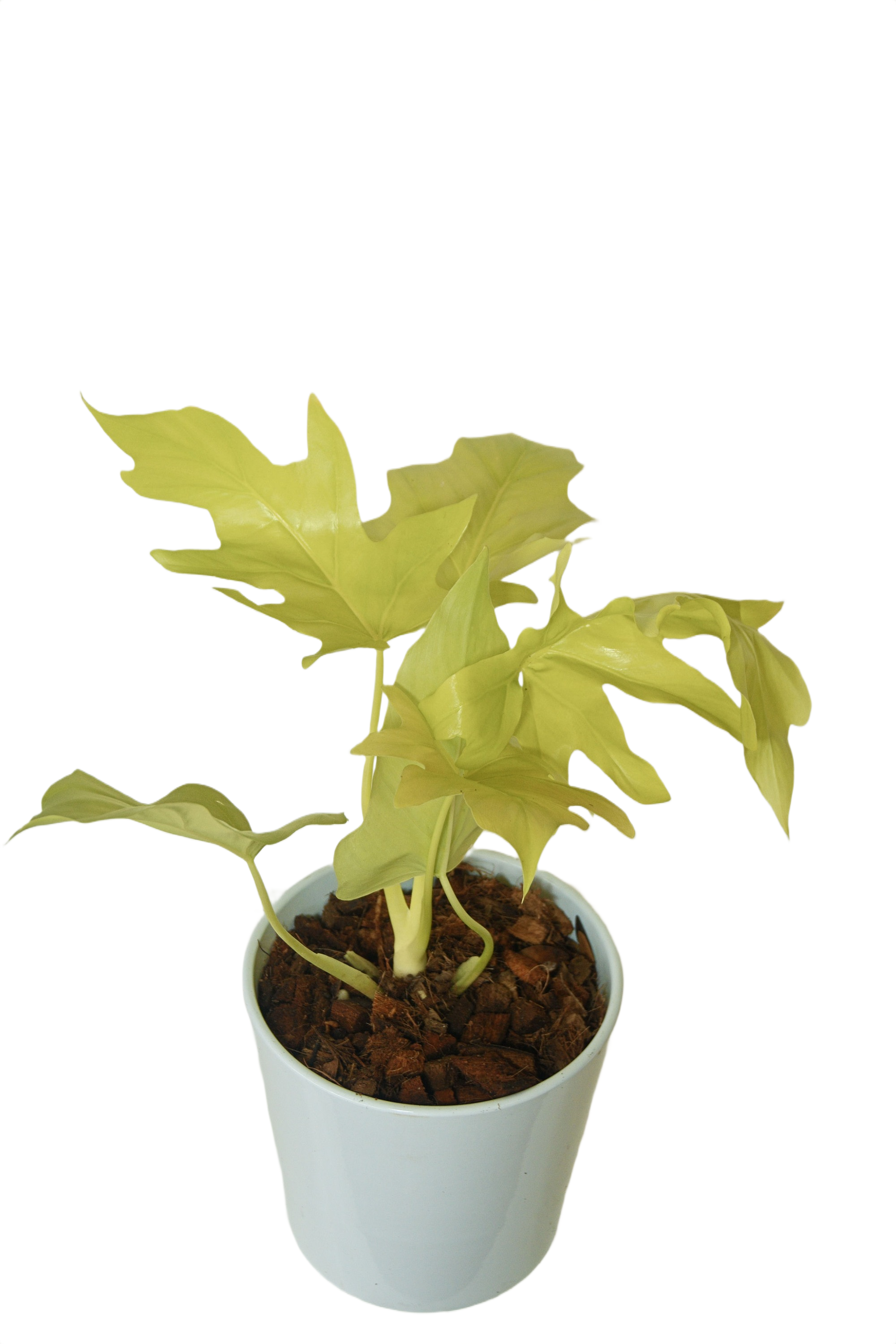 Philodendron selloum 'Golden'