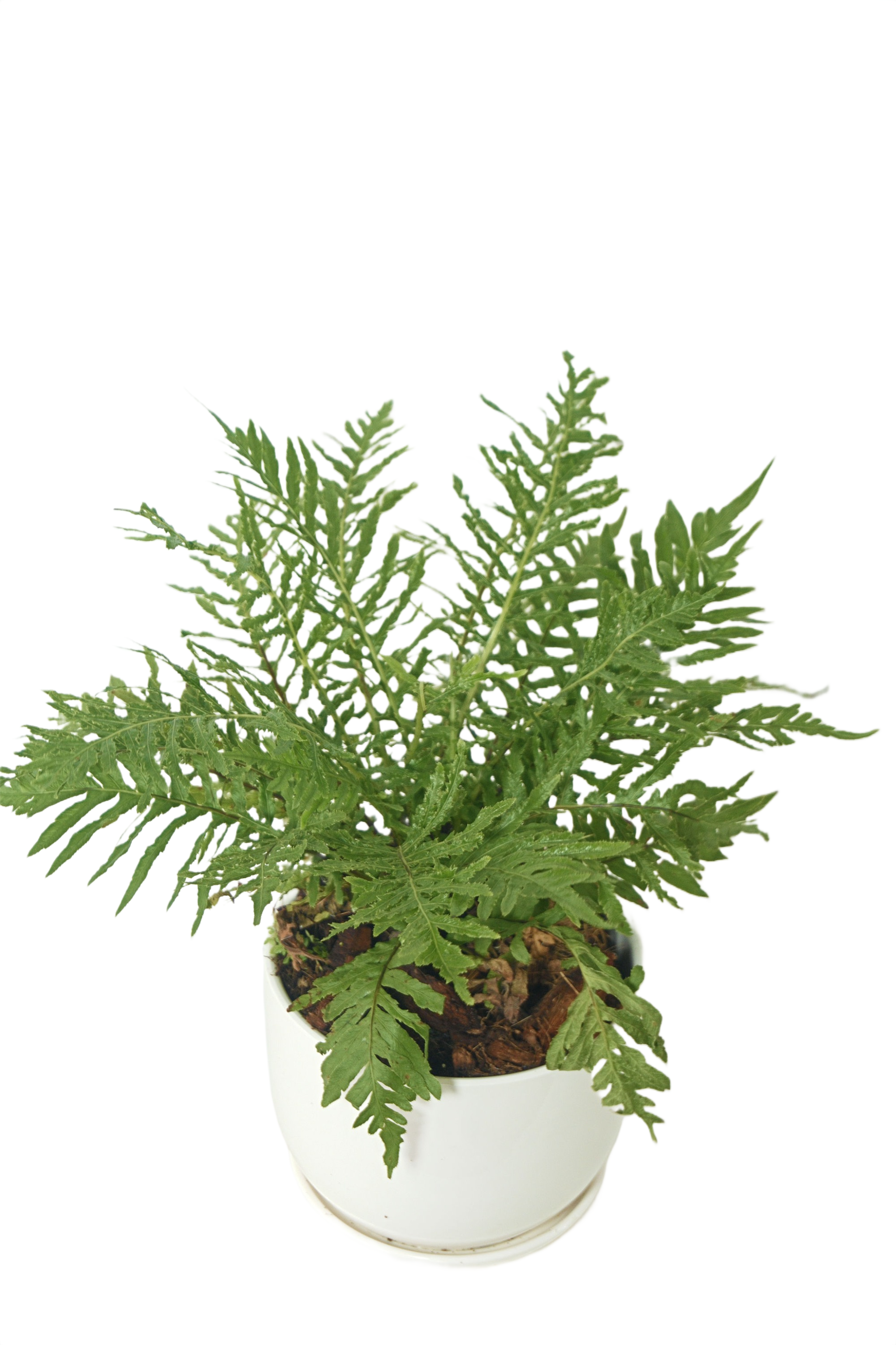 Toothed Brake Fern