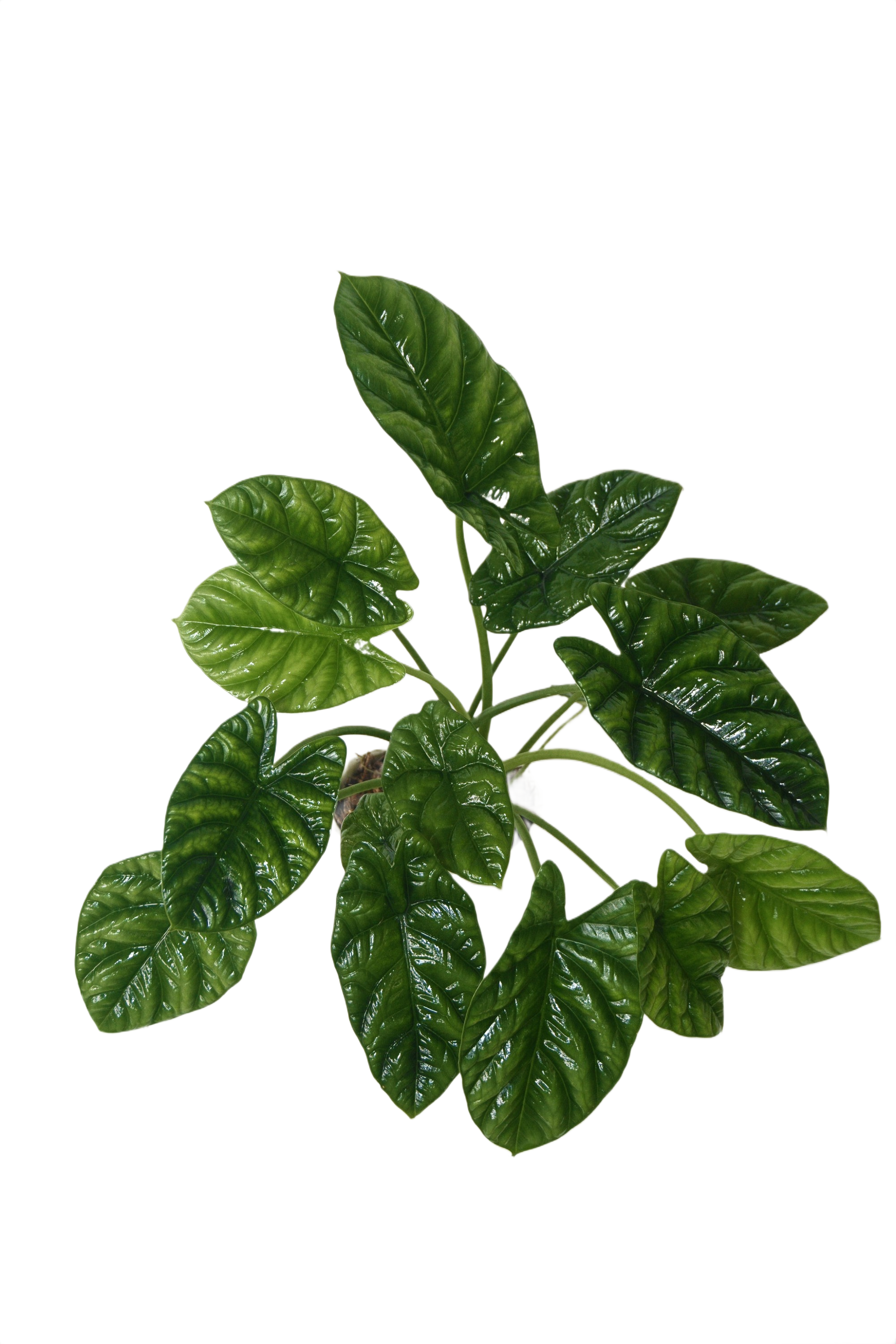 Alocasia sinuata