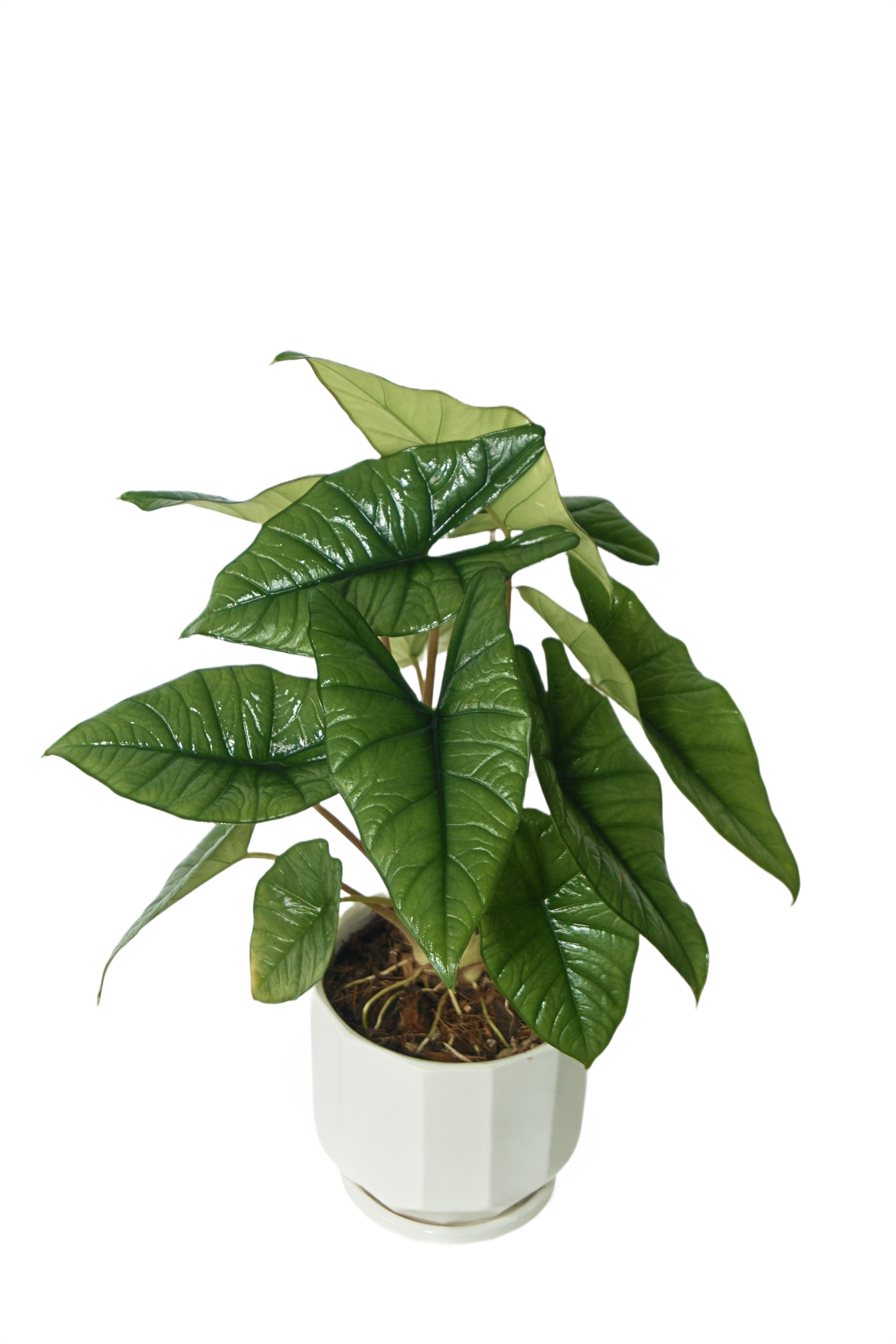 Alocasia wentii