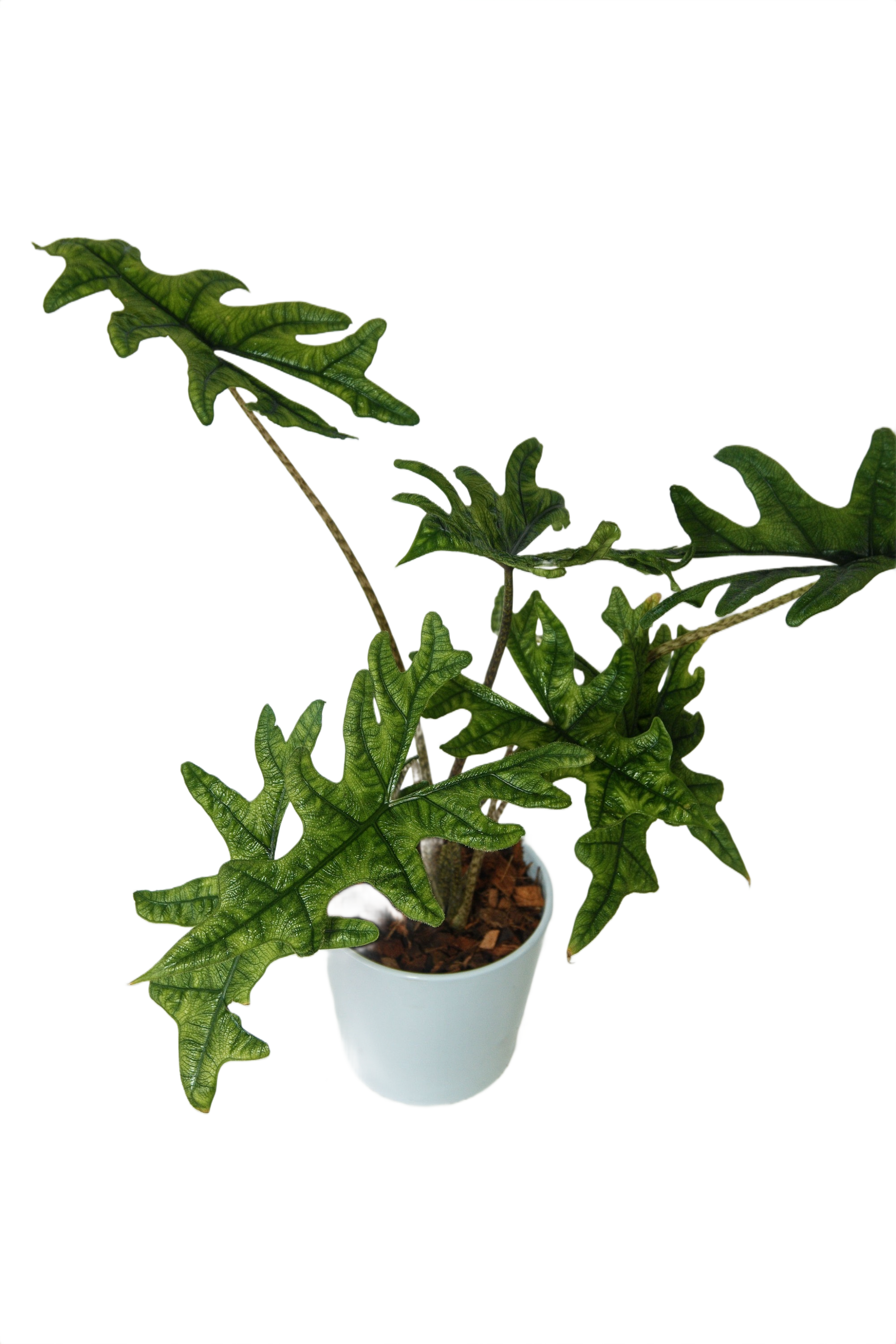 Alocasia nycteris