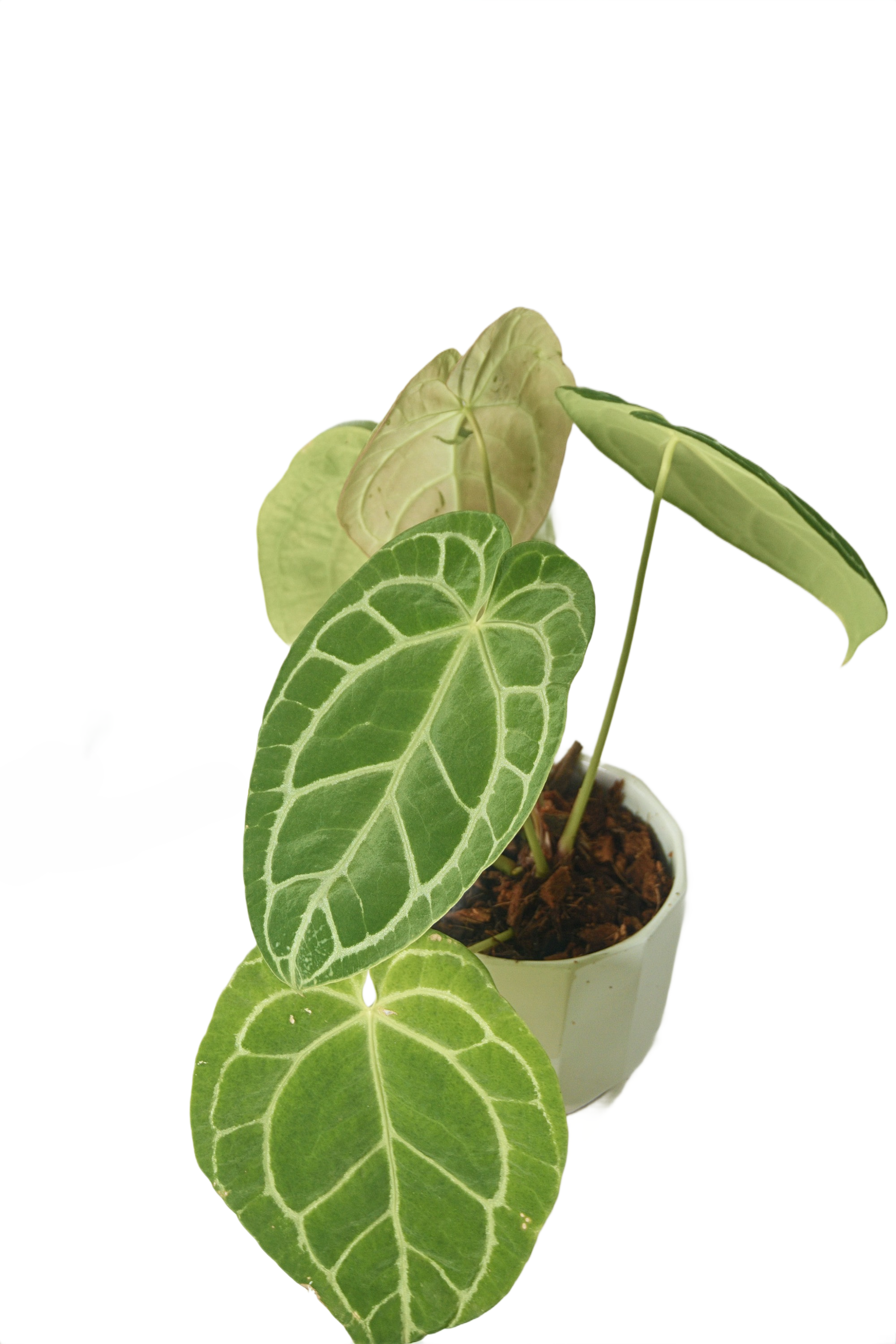 Anthurium crystallinum