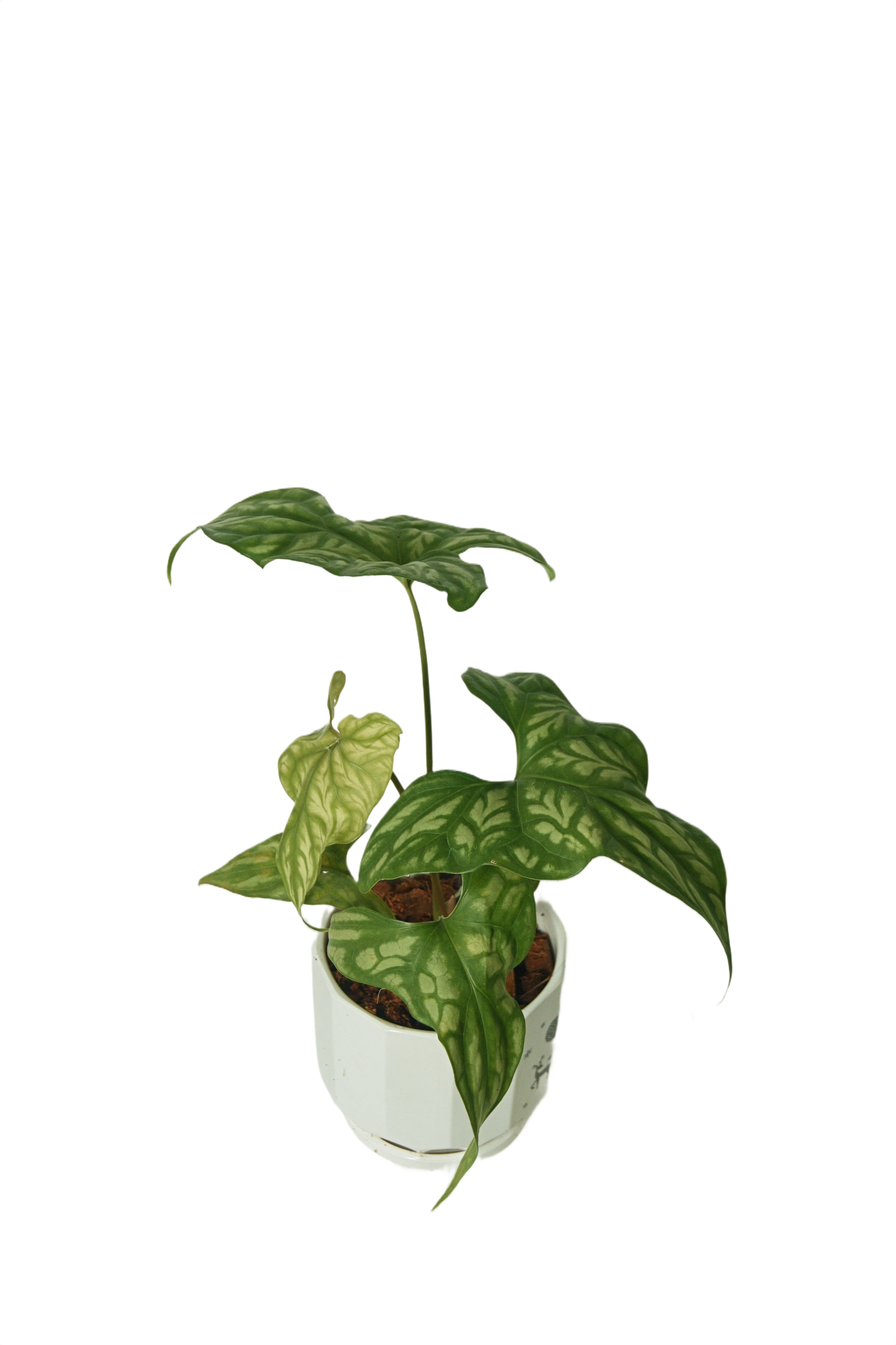 Cercestis mirabilis