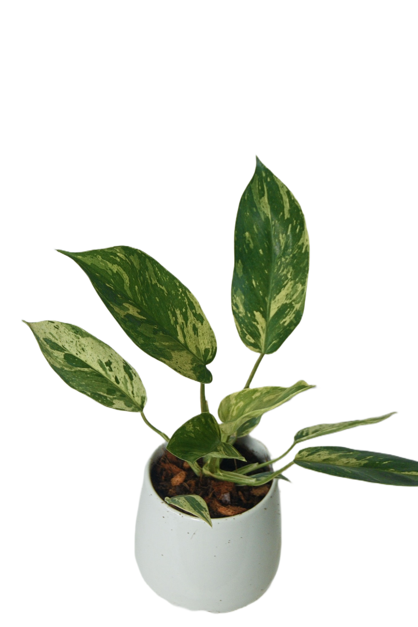 Epipremnum pinnatum